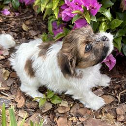 Havanese Puppies from Pixie Dust Havanese