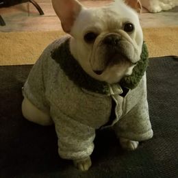 French Bulldog Puppies from Pelis French Bulldogs