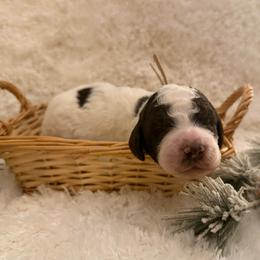 Boy 6 Rex - Parti male Goldendoodle puppy in Newark, Ohio from Valleydayle Doodles and Wheatens