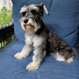 Maggie - Miniature Schnauzer