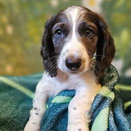 Emma - Piebald female Dachshund puppy in Pocasset, Massachusetts from Dachs of the Bay