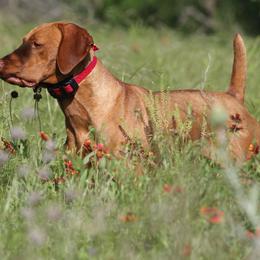 Vizsla puppies from Big Country Kennels