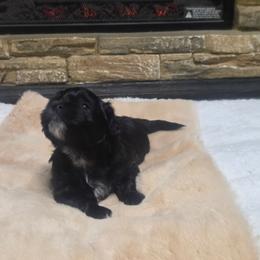 LJ - Black and white male Shichon puppy in Norfolk, Virginia from Reynolds Family