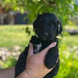 F1 Goldendoodle Lime green collar - Parti female Goldendoodle puppy in Rainier, Washington from Hanson’s NW Goldens & Doodles