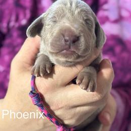 Phoenix - Silver gray female Weimaraner puppy in Aitkin, Minnesota from Whispering’s GunDogs