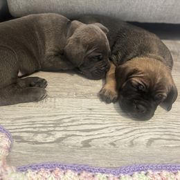 Cane Corso Puppies from Valyrian Cane Corsos