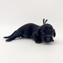 Cosmo (solid black) - Black male Dachshund puppy in Waddell, Arizona from Neu Doxies