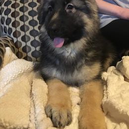 German Shepherd Puppies from Wildfire German Shepherds