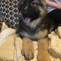 German Shepherd Puppies from Wildfire German Shepherds