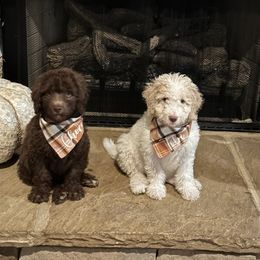 Goldendoodle and Labradoodle Puppies from Oodles of doodles nw ga