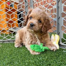 Kristoff - Red roan male Cockapoo puppy in Williamston, South Carolina from Sassy Bob’s Dogs