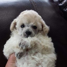 Poodle Puppies from Custom Poodles
