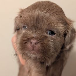 Flo - Liver female Shih Tzu puppy in Canton, Ohio from Winning Colors Shih Tzu
