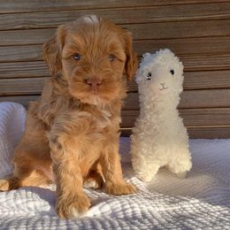 Australian Labradoodle Puppies from Integrity Labradoodles