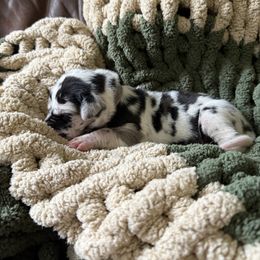 Purple Collar - Harlequin female Great Dane puppy in Surgoinsville, Tennessee from Mountain Valley Farm Great Danes
