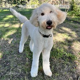 Jade - Goldendoodle