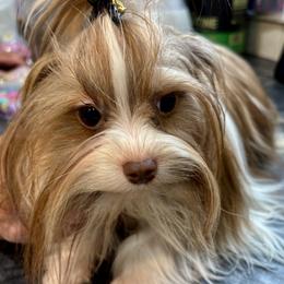 Roxanne - Biewer Terrier