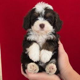 Badger - Tri-color male Bernedoodle puppy in Milton, Florida from Sutton Place Doodles