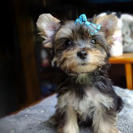 Companion Cross, Havanese, Mal-Shi, Maltese, Maltipoo, Morkie, and Shih Tzu Puppies from Seeking Shalom Acres Maltese, Maltipoos & Havamalts