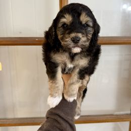 Kevin - Black tri-color male Aussiedoodle puppy in Heber City, Utah from Junipersdoodles