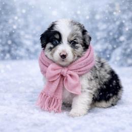 Mary - Black tri-color female Australian Shepherd puppy in Howardsville, Virginia from Spectacular Aussies and Cavaliers