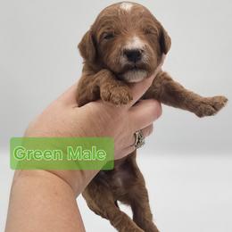 Green Male - Red  male Goldendoodle puppy in Mocksville, North Carolina from Hunting Creek Farm & Kennel