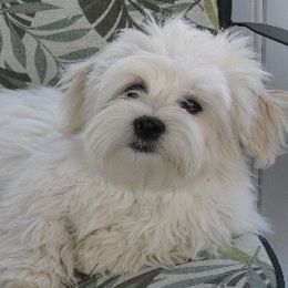 Havanese from Mia Bella Havanese