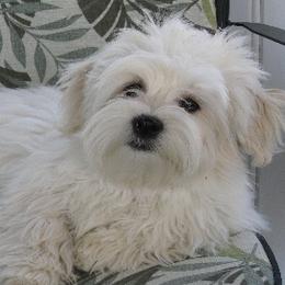 Havanese from Mia Bella Havanese