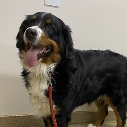 Ollie - Bernese Mountain Dog