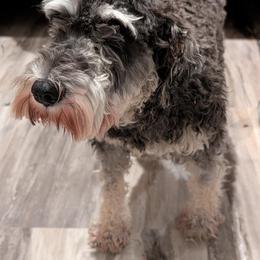 Daphne - Salt and pepper female Miniature Schnauzer puppy in Cumming, Georgia from Bella Pups LLC
