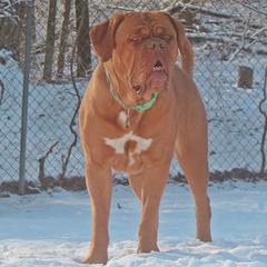 Sky - Dogue de Bordeaux