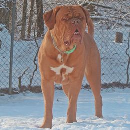 Sky - Dogue de Bordeaux