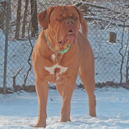 Sky - Dogue de Bordeaux