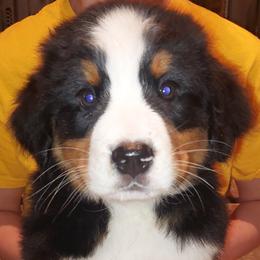 Godzilla - Tri-color male Bernese Mountain Dog puppy in Shawnee, Oklahoma from Little House