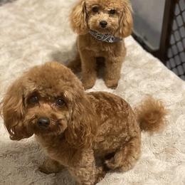 Poodle puppies from Diva’s Designer Dogs