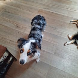 Luci - Miniature Australian Shepherd