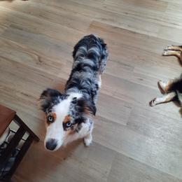 Luci - Miniature Australian Shepherd