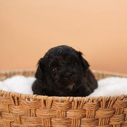 Grumpy (Red Collar) - Black male Shihpoo puppy in Las Vegas, Nevada from Plush Toy Poodle Puppies & Pals