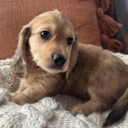 Rocky - Dapple male Dachshund puppy in Mesa, Arizona from Ruby Desert Doxies