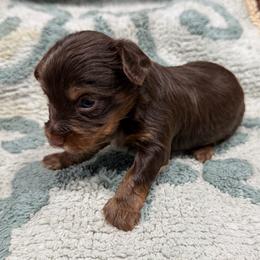 Woody - Chocolate and tan male Yorkshire Terrier puppy in Crossville, Tennessee from Lil Britches Yorkies