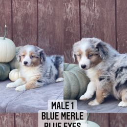 Australian Shepherd Puppies from Cricket Flat Kennel