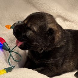 Black female - Sable female German Shepherd puppy in Buffalo, West Virginia from Z Tykev Vino LLC