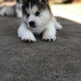 Alaskan Malamute Puppies from Sigma Alaskan Malamutes