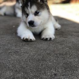 Alaskan Malamute Puppies from Sigma Alaskan Malamutes