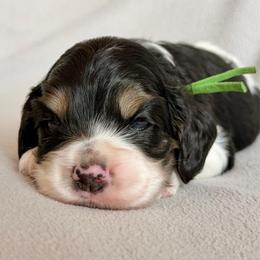 Odyseus - Black white and tan male Cocker Spaniel puppy in Lily, Wisconsin from Sylvan Acres Spaniels