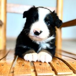 Ginger - Black tri female Miniature American Shepherd puppy in Bayard, Nebraska from Puppies by Alies