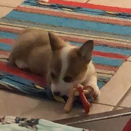 Pembroke Welsh Corgi Puppies from Loves Classic Corgis