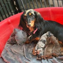 Dachshund puppies from Hoosier Doxies