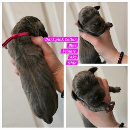 Dark pink - Blue female Great Dane puppy in Doylestown, Ohio from Dana's Danes