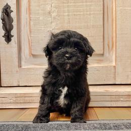 Male 2 - Black male Havapoo puppy in Brooksville, Florida from Kruger Doodles